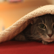 Illustration for article titled Shooting Challenge Pets Gallery 4